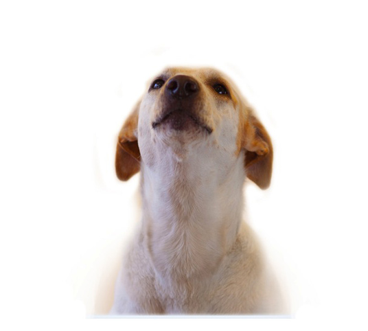 aa